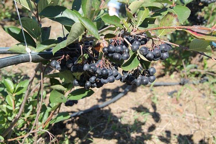 "Yalova aronyası"nın üretimini artırmak için hasat şenliği yapıldı