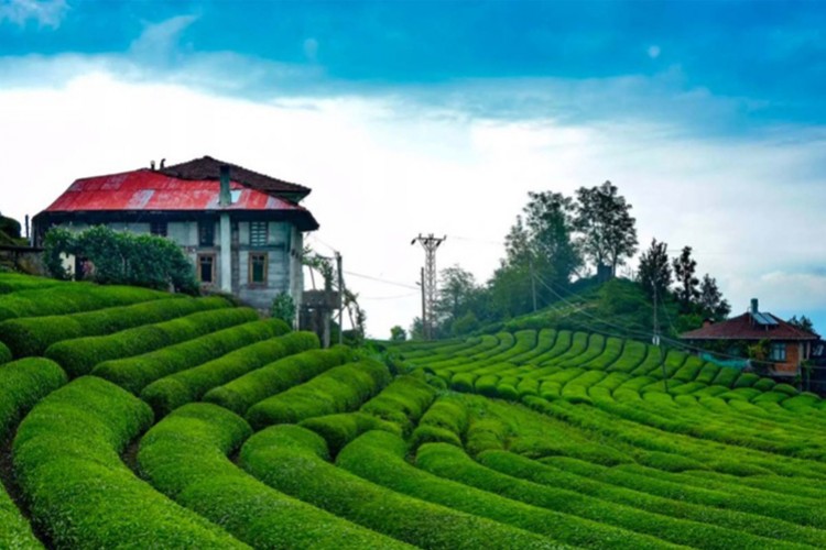 Geçen yıl 752 bin ton yaş çay aldı