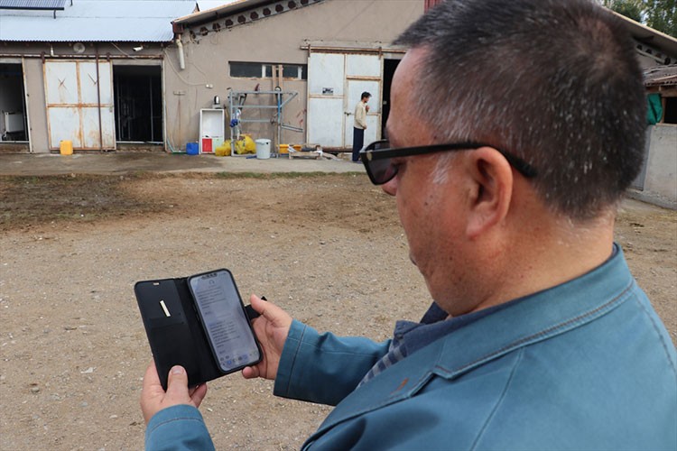 Telefonlarına gelen SMS ile ineğin "kızgınlık" anını öğreniyorlar