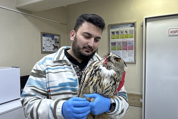 Artvin'de yaralı puhu tedaviye alındı