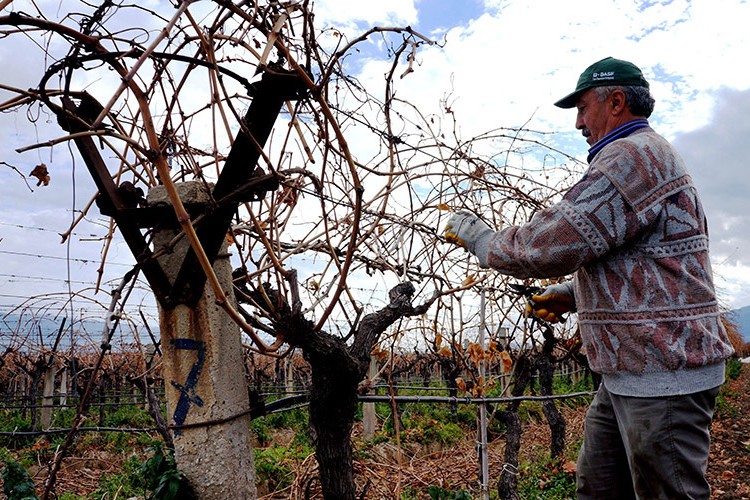 Üzüm bağlarında kışlık bakımlar devam ediyor