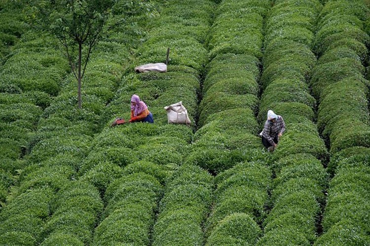 Rize'de 1,8 milyon dolarlık çay ihracatı yapıldı
