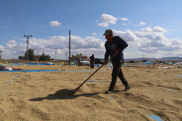 Geleneksel yöntemlerle kurutulan çeltik sofralardaki yerini alıyor
