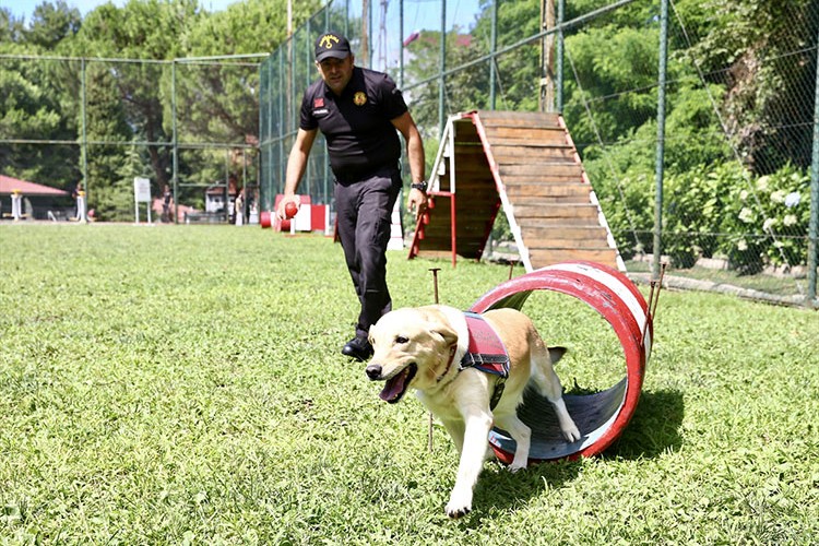 Dedektör köpekler eğitim görevine hazırlanıyor