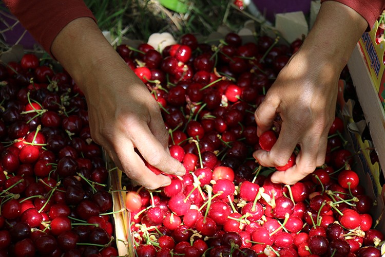 Mersin'de kiraz hasadı başladı