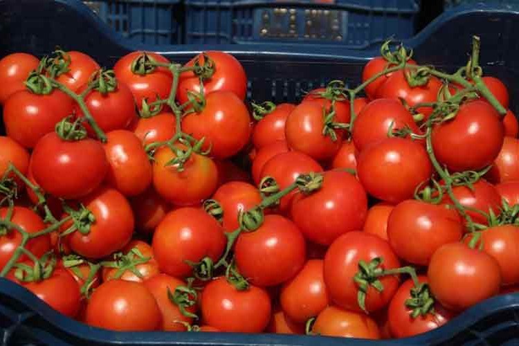Domatese ihracat yasağı kaldırıldı