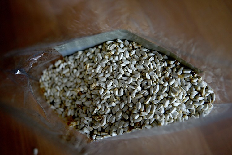 Getirisi buğdayın 3 katı