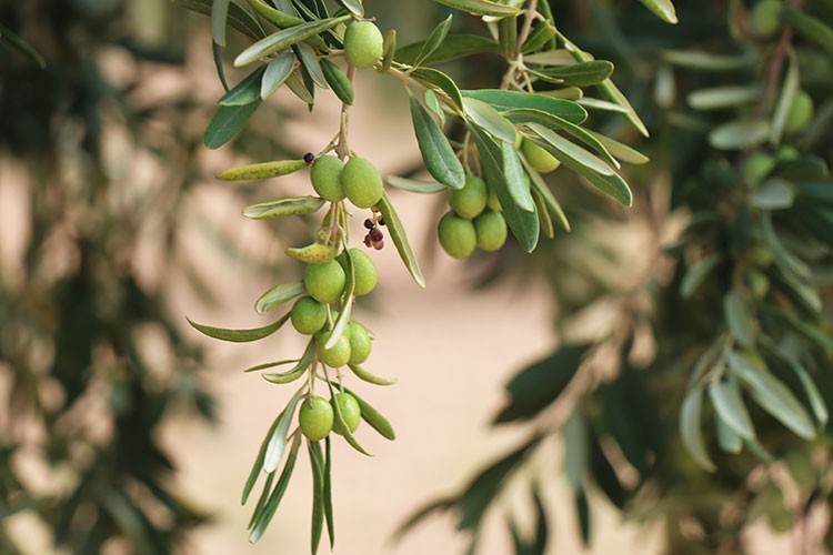 Kilis zeytininde rekolte düşük, yağın kalitesi yüksek