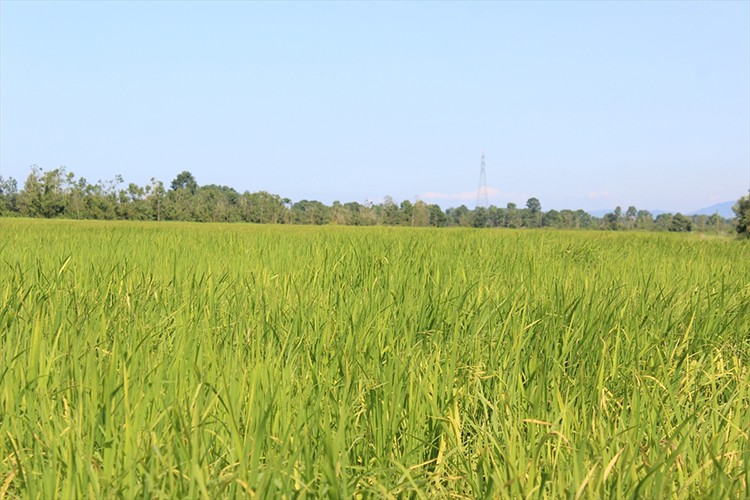 Terme'de 11 bin ton çeltik rekoltesi bekleniyor