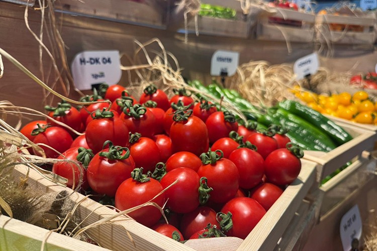 Yurt dışına en çok domates, salatalık ve biber tohumu gönderiliyor