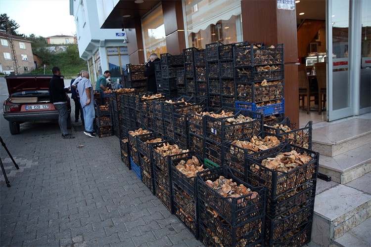 Doğadan toplanan mantarlar Avrupa sofralarında