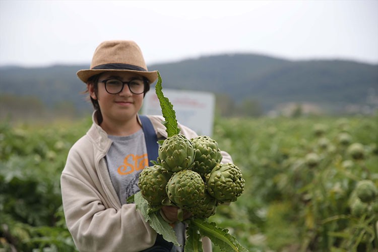 Hibrit enginardan yüksek rekolte elde edildi