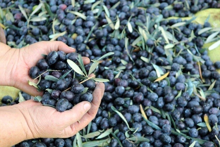 Ortaklarına 75 milyon ödeyecek