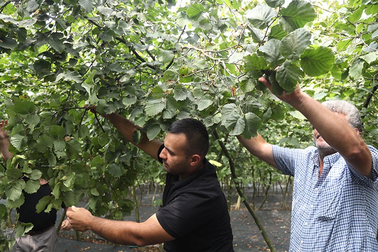 Karadeniz'de fındık hasadı başladı
