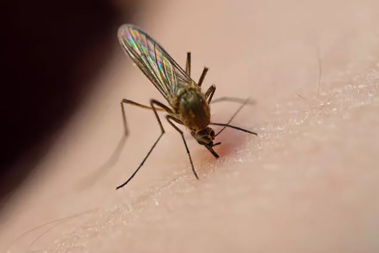 Uzmanından sivrisinek ısırıkları ile ilgili tavsiyeler