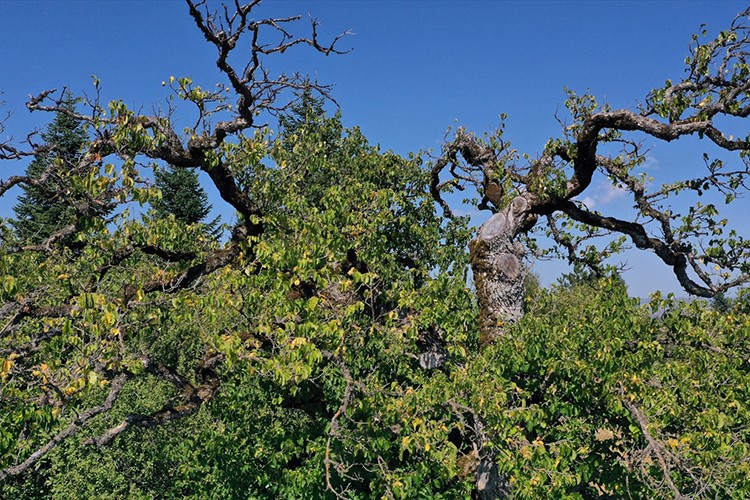 Kastamonu'da Türk fındığı ağaçları yüzlerce yıldır meyve veriyor