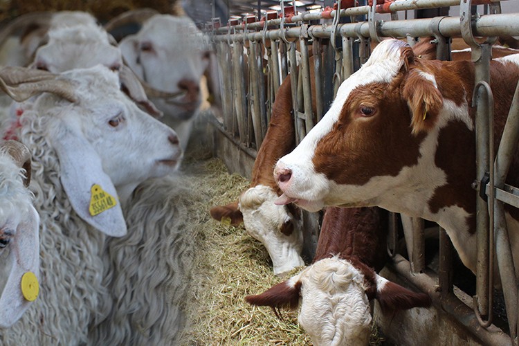 Küçükbaş hayvanların tanımlanmasına ilişkin esaslar düzenlendi