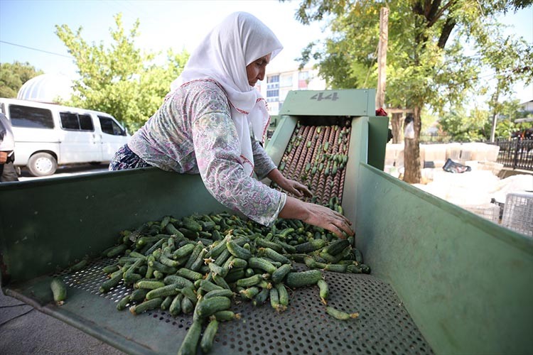 "Sındırgı kornişonu"nda hasat başladı