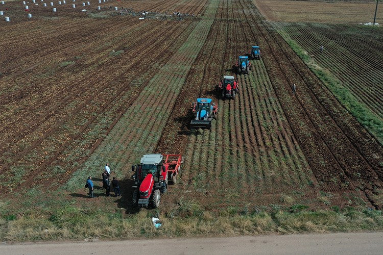 Yerli patates tohumu "Yakut" tescil için gün sayıyor