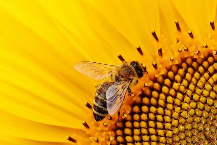 Migros'tan Dünya Arı Günü'ne özel etkinlikler