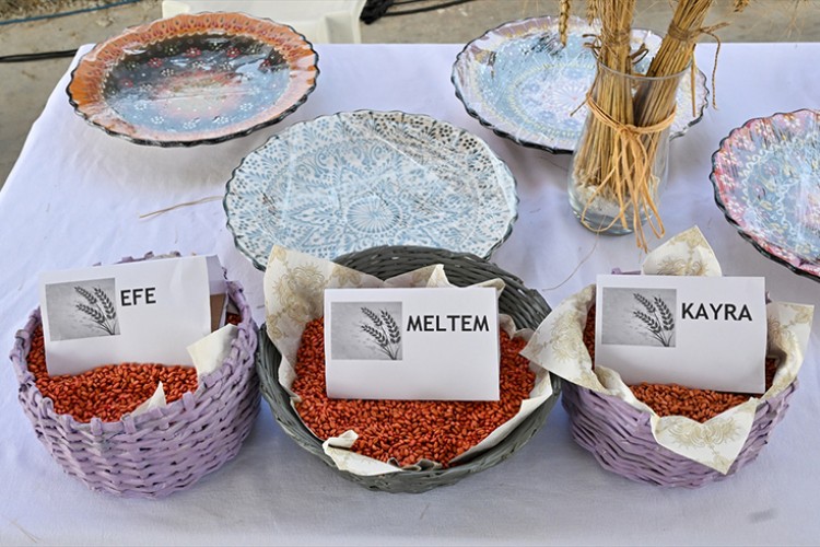 Buğday, verimiyle diğer türleri geride bıraktı