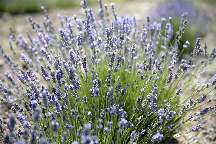 Lavanta üreten çiftçi kıraç araziyi ekonomiye kazandırdı