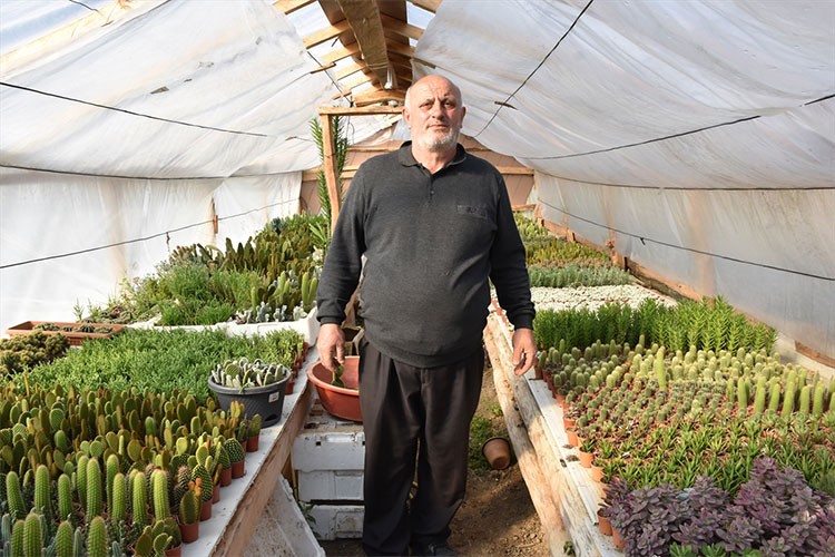 Arkadaşından etkilenerek başladığı kaktüs yetiştiriciliğinde üç sera kurdu