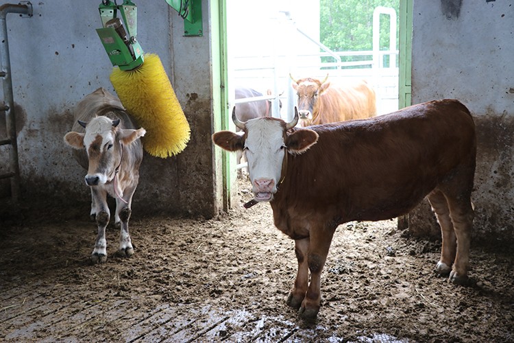 Kütahyalı girişimci kırmızı et verimini sağlanan desteklerle yüzde 40 artırdı
