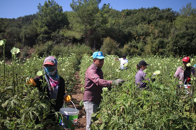 Doktorlar kurdukları kooperatifle üretime destek veriyor