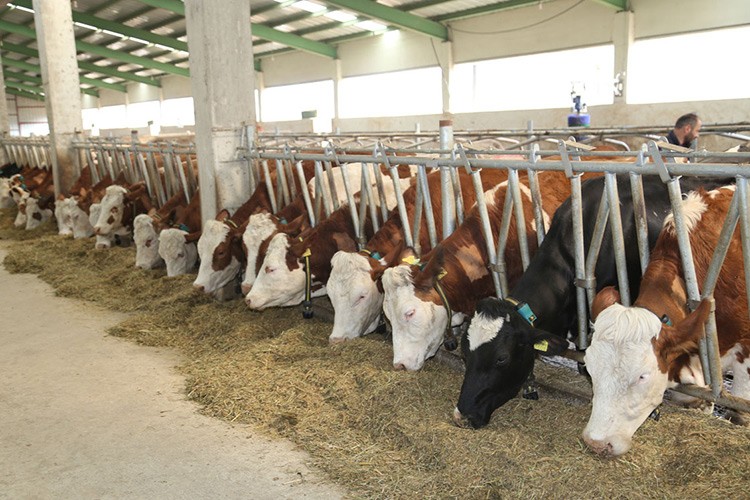 Süt desteğine ilişkin esaslar