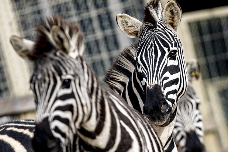 Antalya Doğa Parkı turizm sezonuna hazır