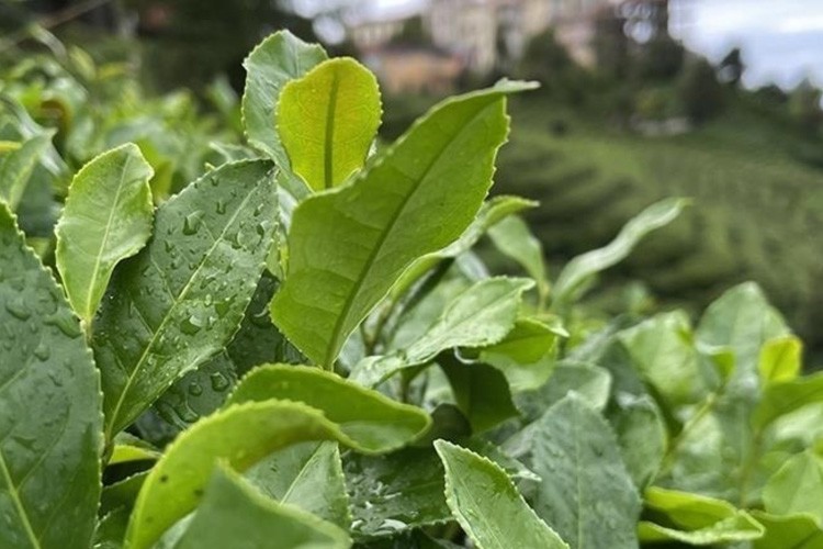 Türk çayının 4 aylık ihracatı 10,4 milyon doları aştı