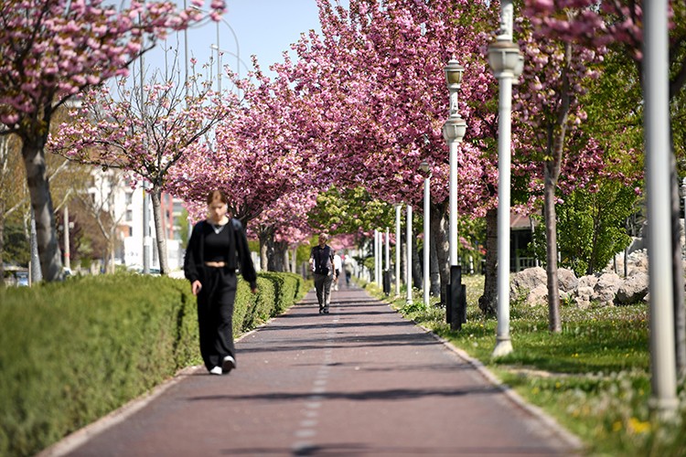 Konya'da sakura mevsimi başladı