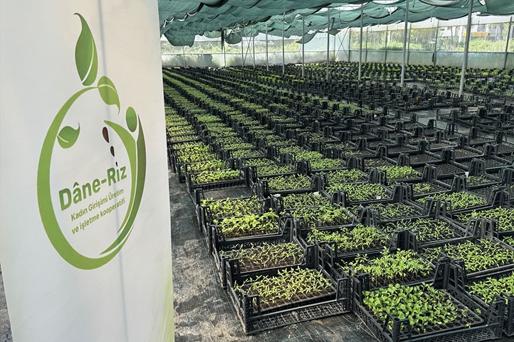 Ata tohumundan ürettikleri fidelerle sürdürülebilir tarıma katkı sağlıyor