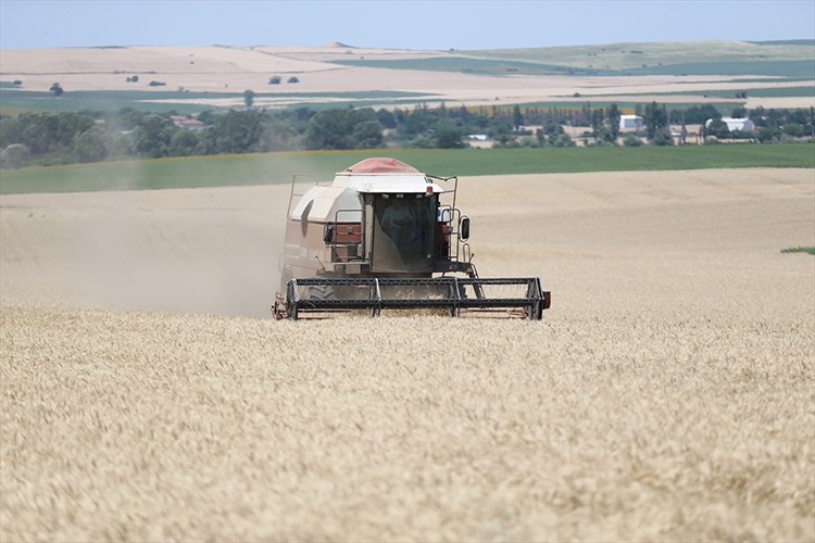 Edirne'de buğday üreticilerinin hasat mesaisi başladı