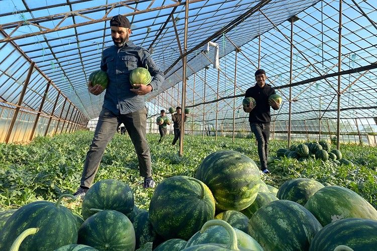 Antalya'da seralarda yetiştirilen sezonun ilk karpuzları hasat ediliyor