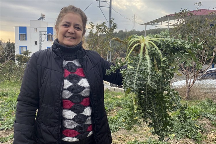 Kadınların ektiği "şevketibostan" bitkisi hasat edildi