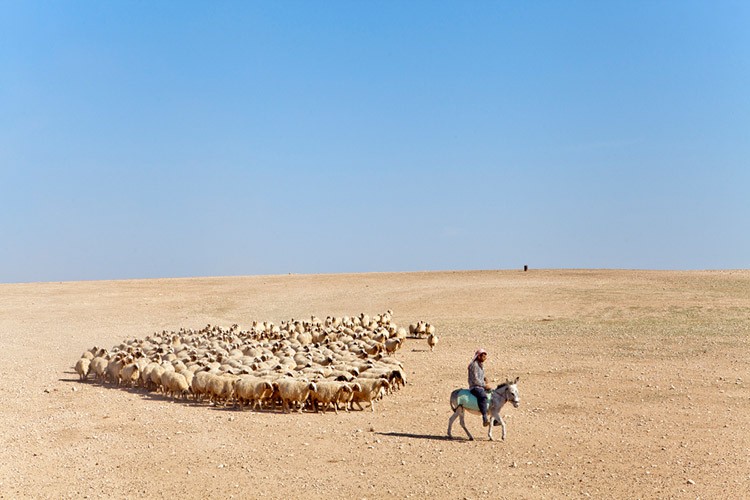 Küçükbaş hayvan satılacak