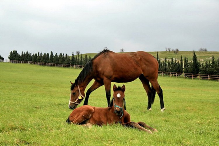TİGEM 15 safkan Arap koşu tayı satacak