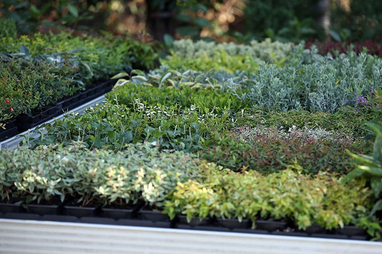 Süs bitkiciliğinde Türkiye yeni pazarlar peşinde