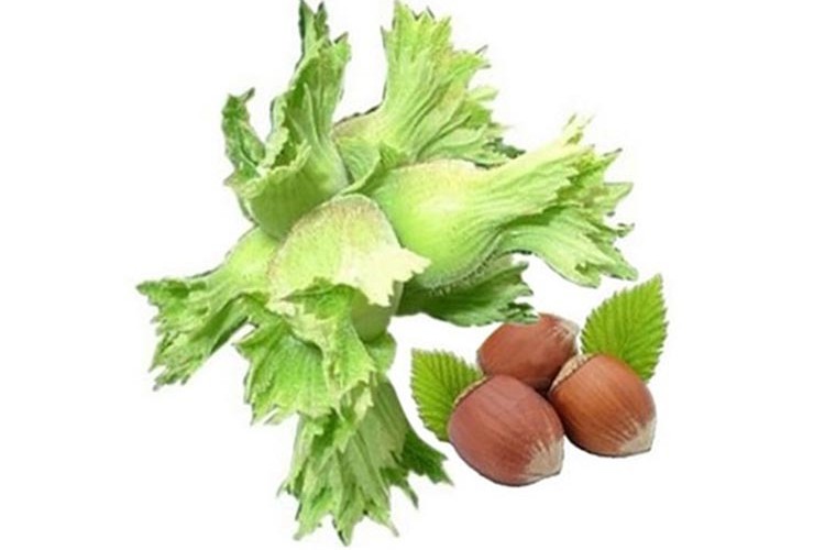 Fındık alım fiyatı 54 lira oldu