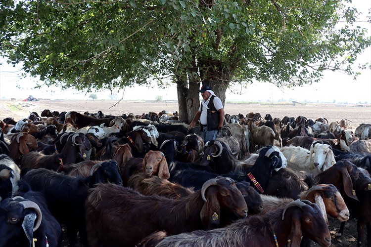 Depremde hayvanları telef olan besici sürüsünü büyüttü