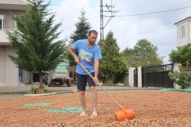 Sakarya'da fındık üreticilerinin harman mesaisi devam ediyor