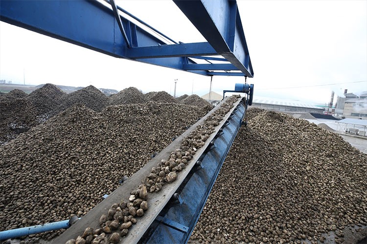 Muş'ta şeker pancarı alımında "rekor"a ulaşıldı