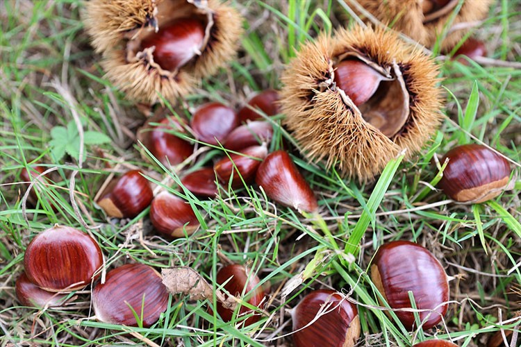 Kestane kanseri ve gal arısı zararlısına dayanıklı türler üretiliyor