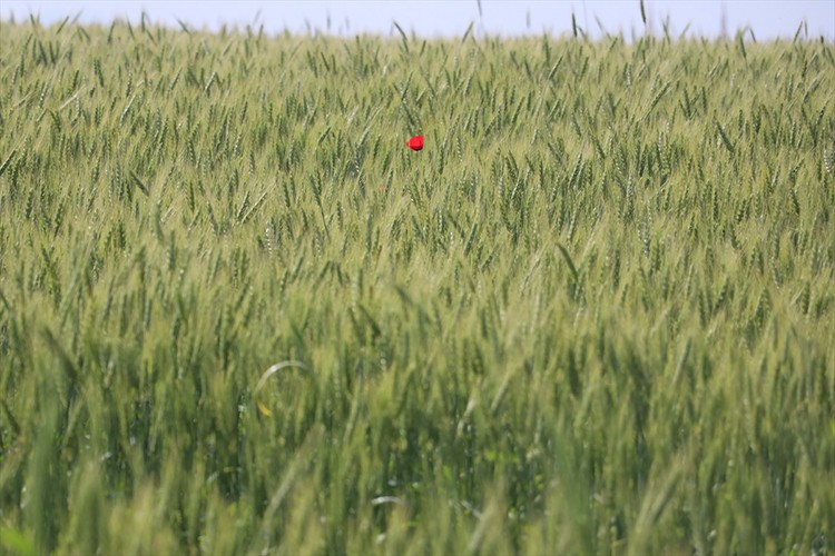 Çukurova'da çiftçiler buğdaydan yüksek verim bekliyor