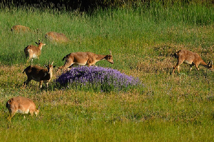 Yaban hayatı popülasyonunda kaygı verici düşüş