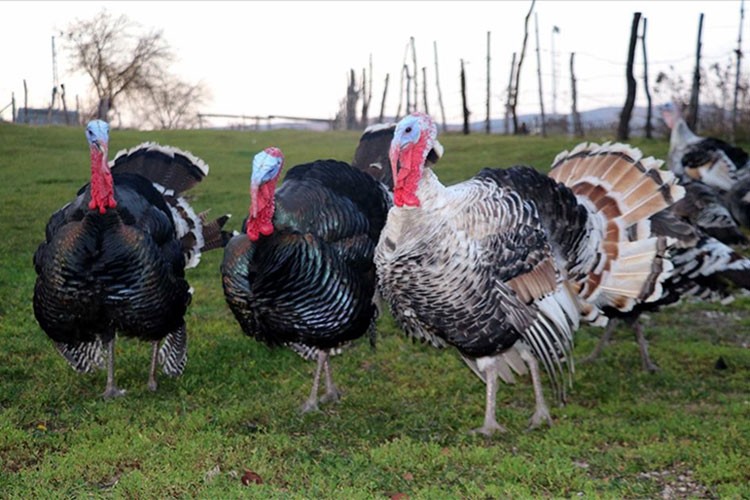 "Eflani hindisi" yeni yıl öncesi pazardaki yerini aldı
