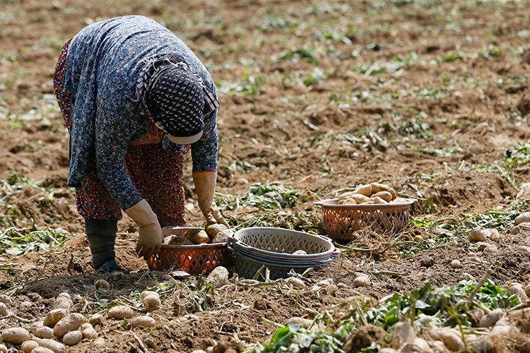 Patatesin "ateşini" hasat düşürdü