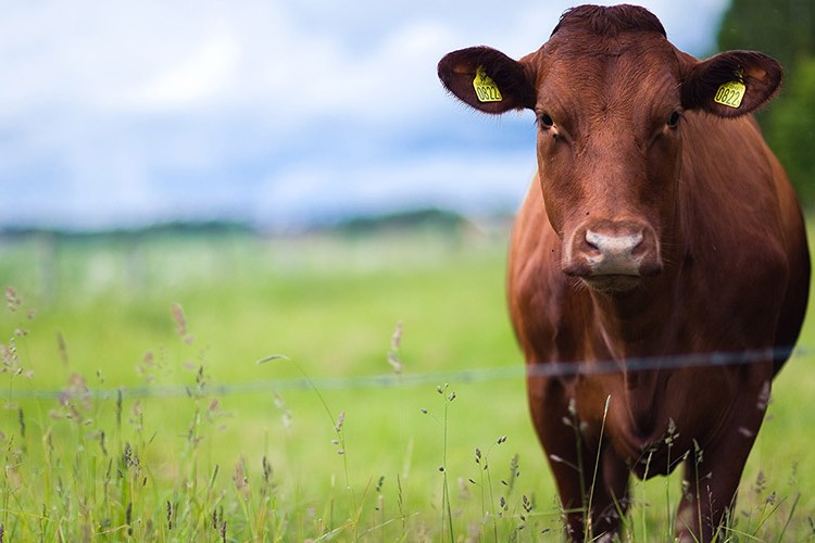 Tarım ve gıdaya yatırıma gelin
